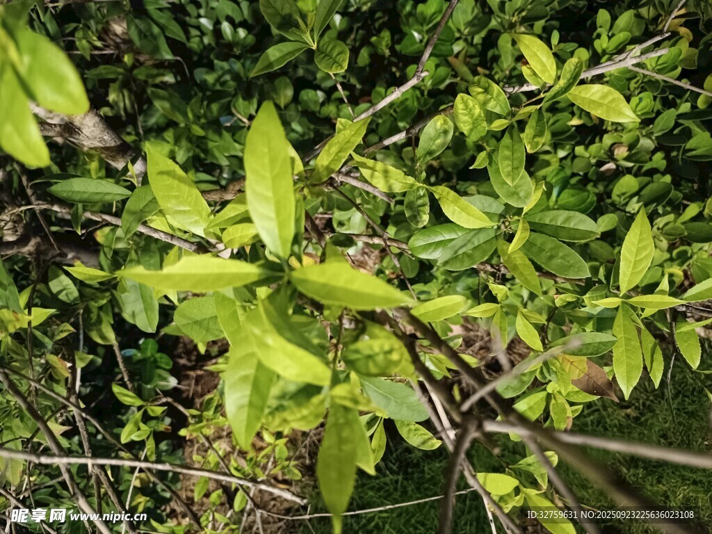 嫩绿枝叶展现盎然生机