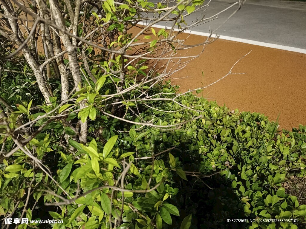 路边绿植景观