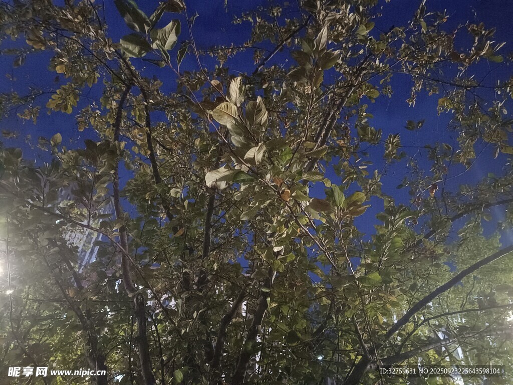 夜幕下的繁茂树木