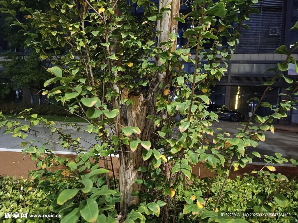 庭院中的绿植小树
