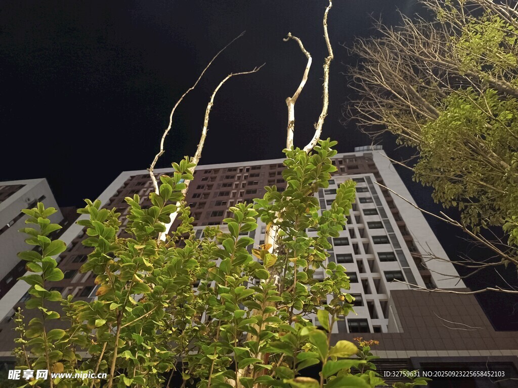 夜间楼前绿植光影景观