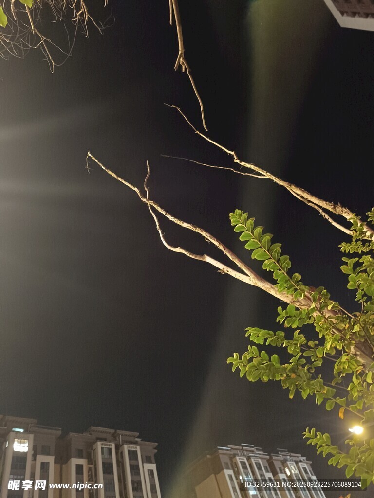 夜空中伸展的树枝与楼影