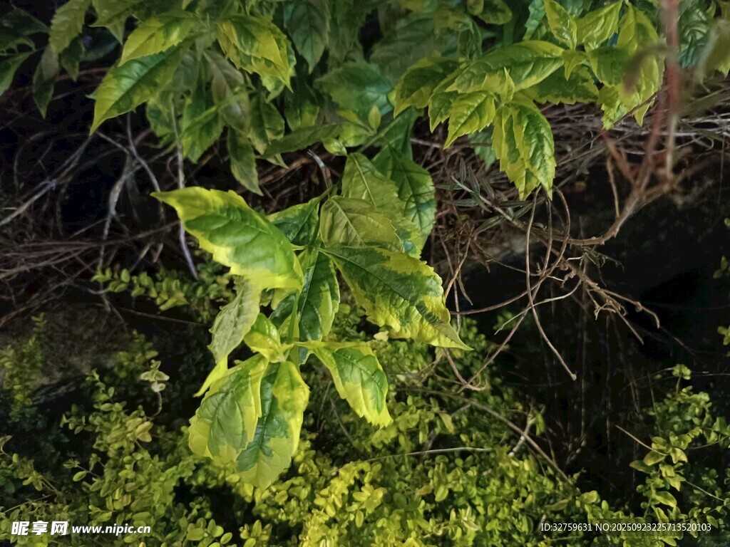 翠绿繁茂的植物叶片