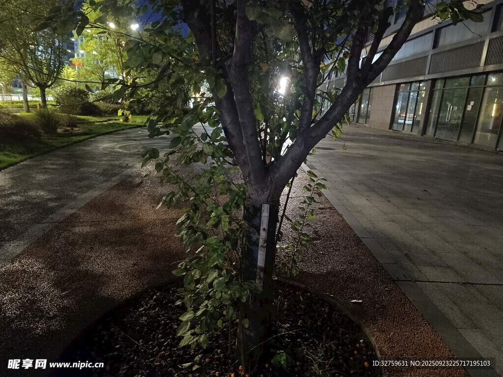 夜晚街边的树木与绿植
