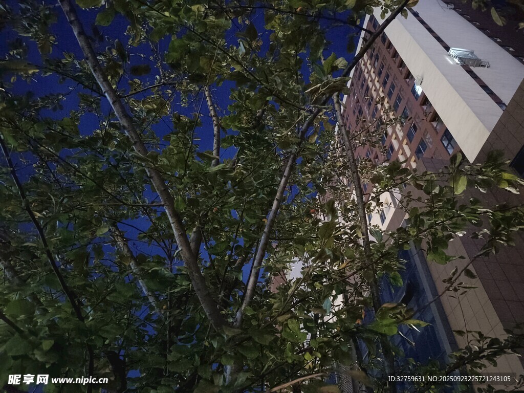 夜色中枝叶掩映的建筑物