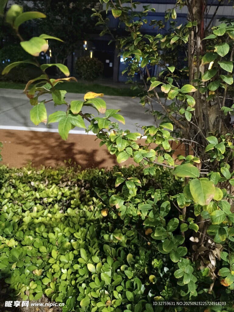 绿叶繁茂的街边植物景观