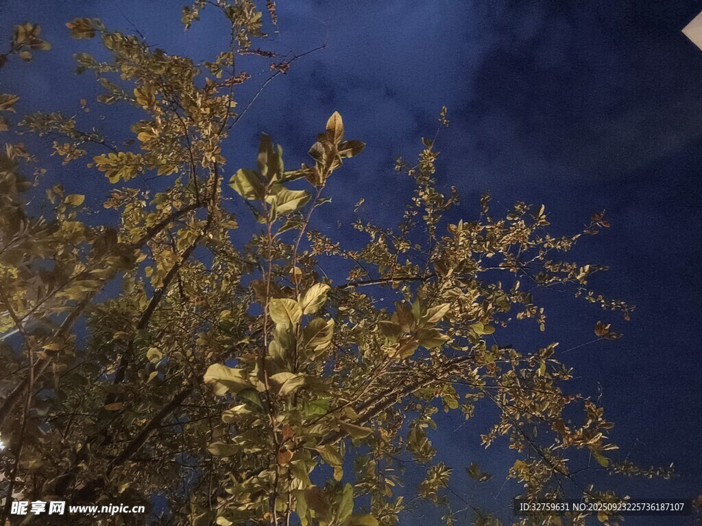 蓝天映衬下的金黄树叶