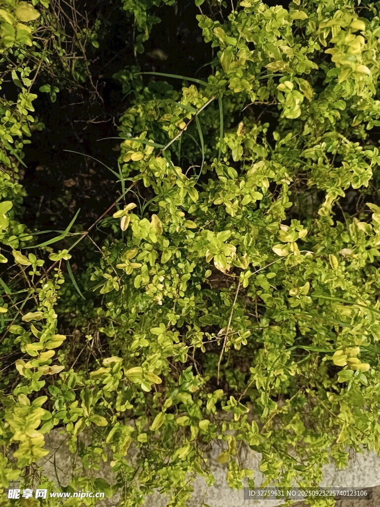 翠绿繁茂的丛生植物