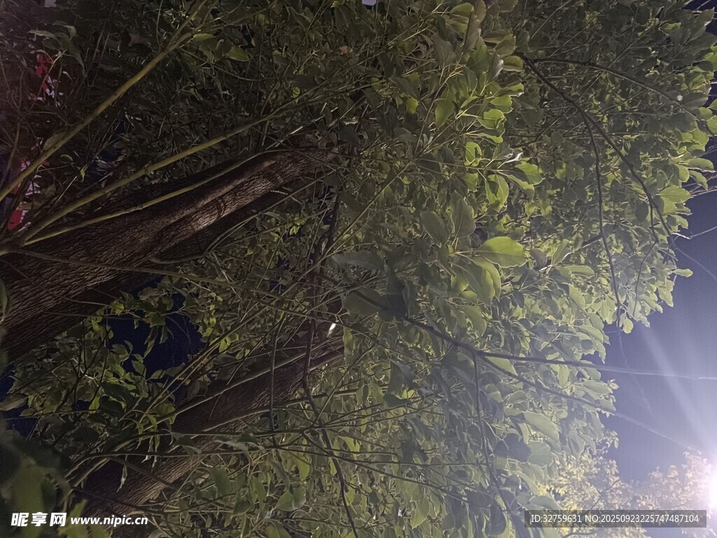 阳光穿透林间茂密树木