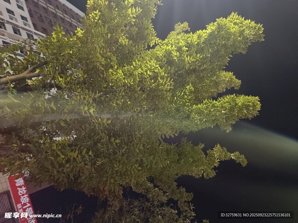 夜晚路灯下的葱郁树木