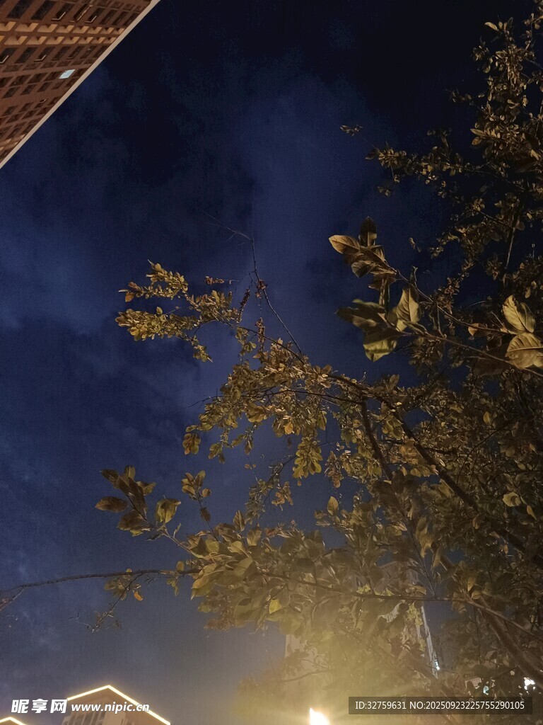 夜空下的枝叶与建筑一角