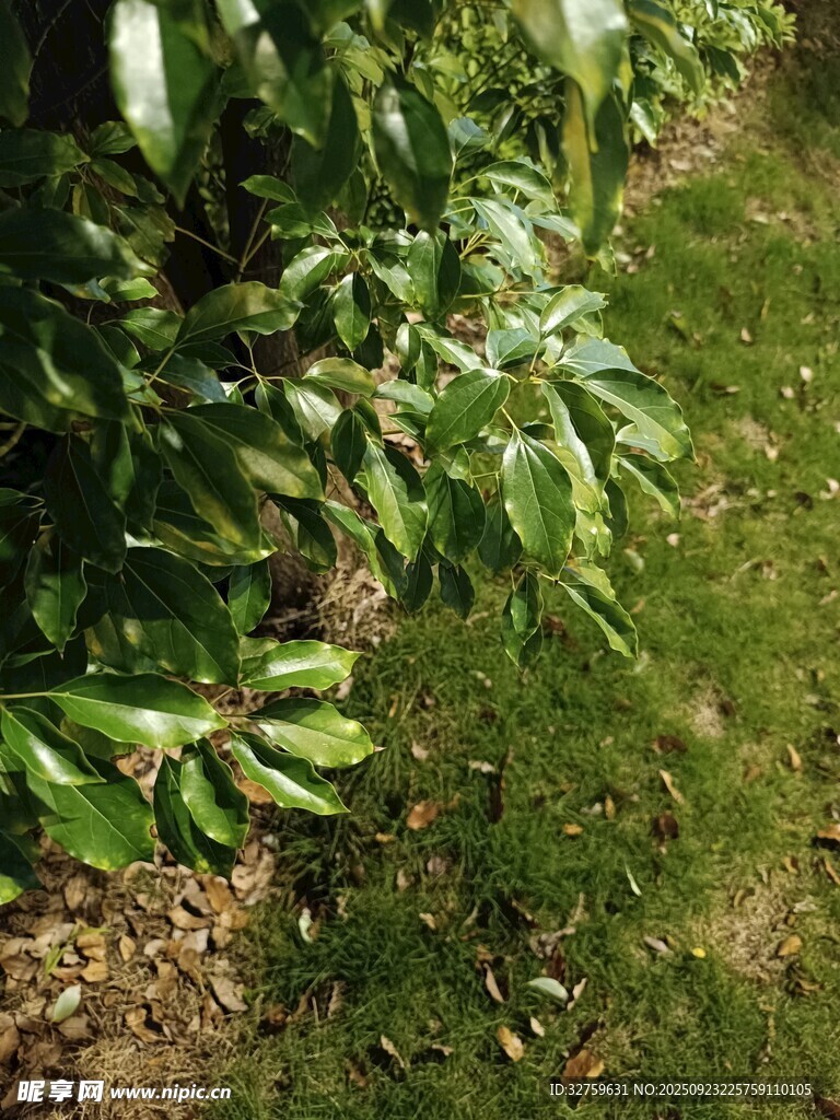绿叶繁茂的户外植物景象