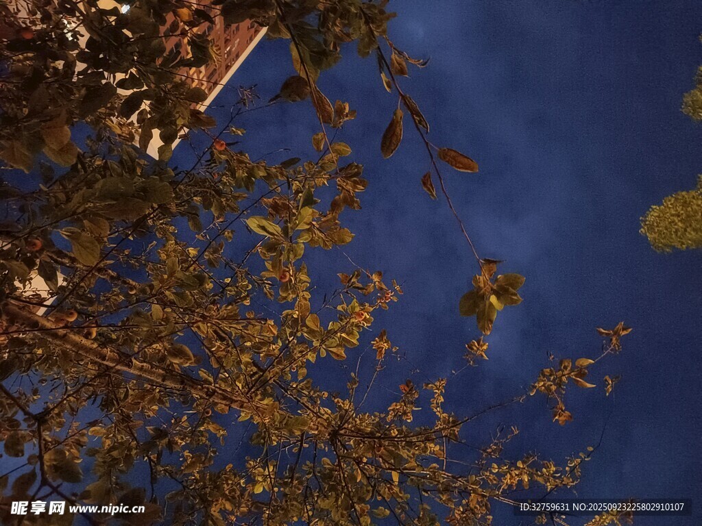 秋日树梢与湛蓝天空