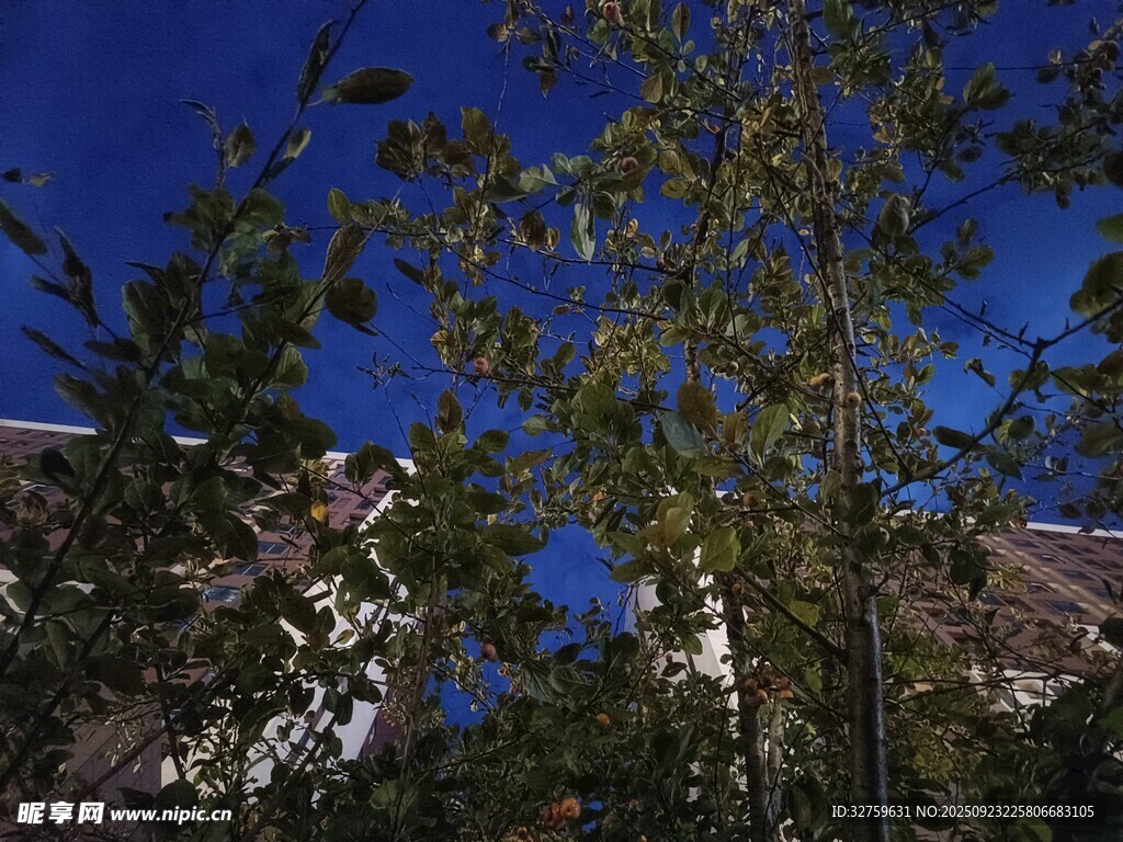 蓝天绿树间的自然景致