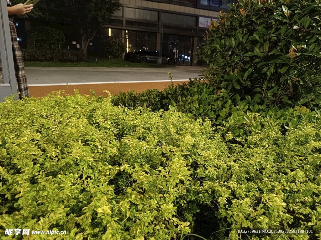 翠绿繁茂的城市绿植景观