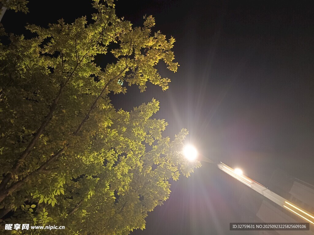 夜晚路灯下的葱郁树木