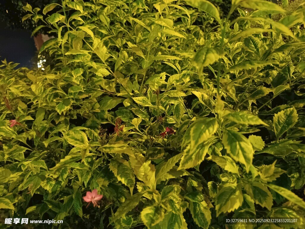 黄绿相间的繁茂植物