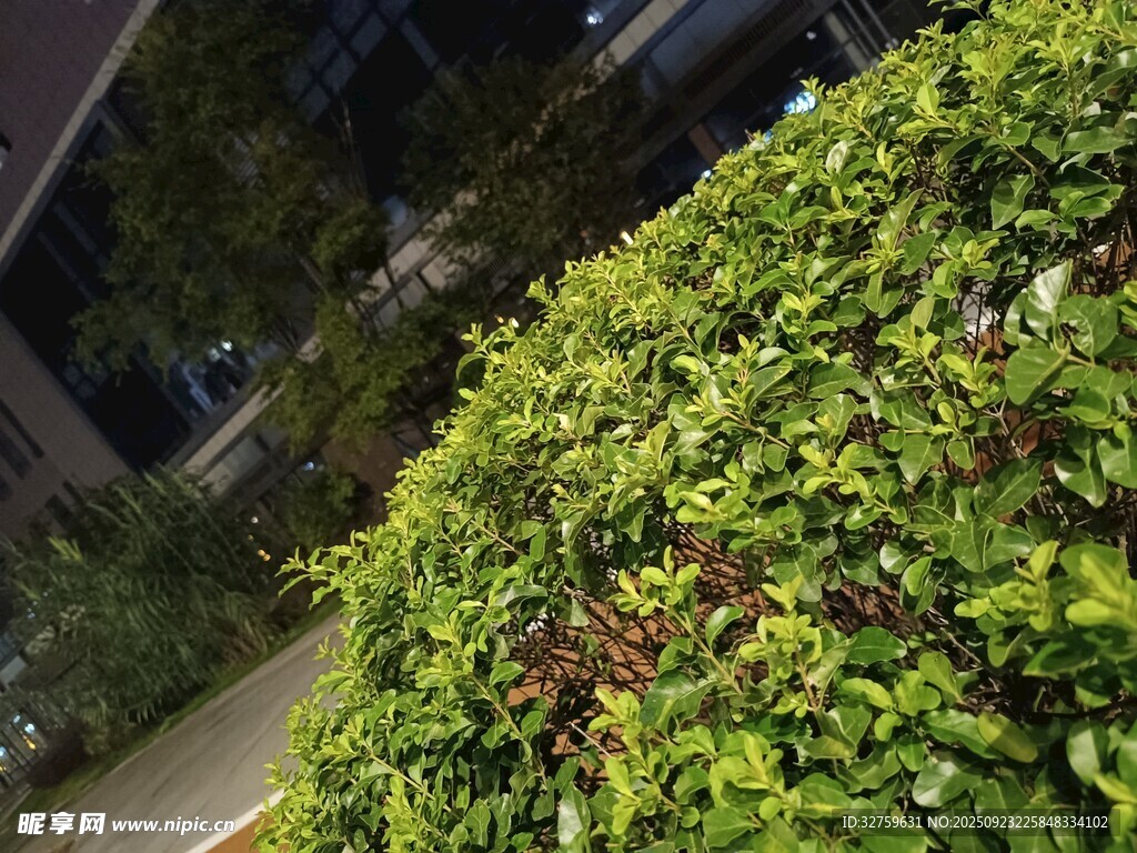绿意盎然的繁茂灌木丛