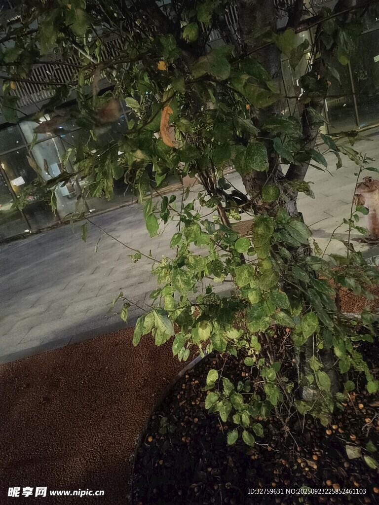 路边繁茂绿植近景