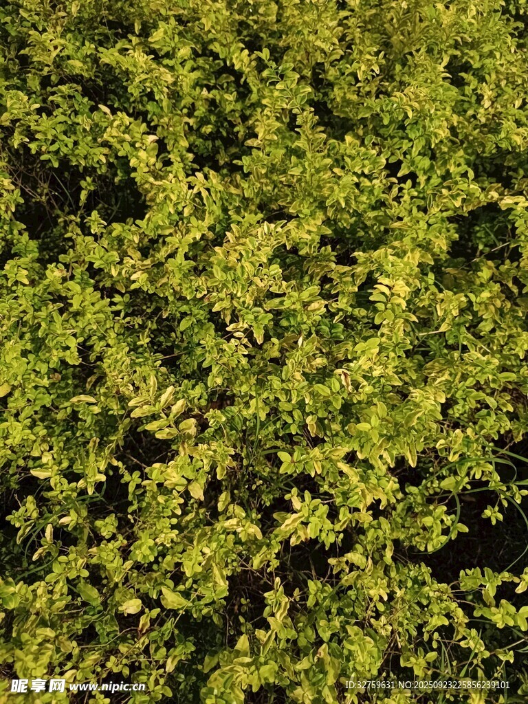 翠绿繁茂的灌木丛