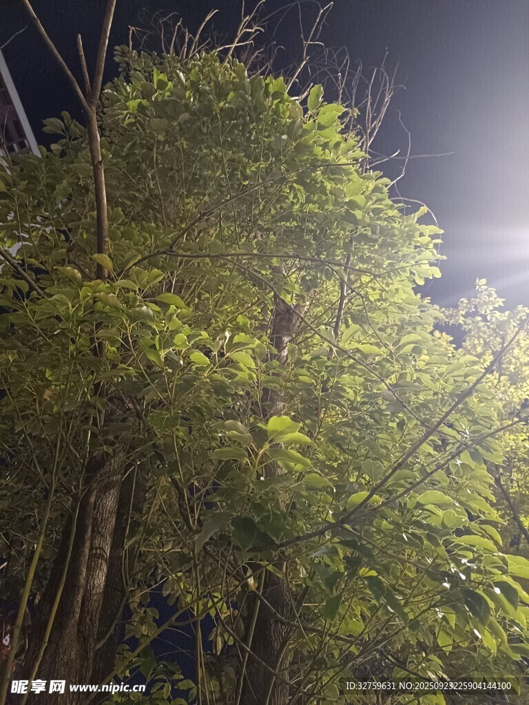 夜晚中的葱郁竹林