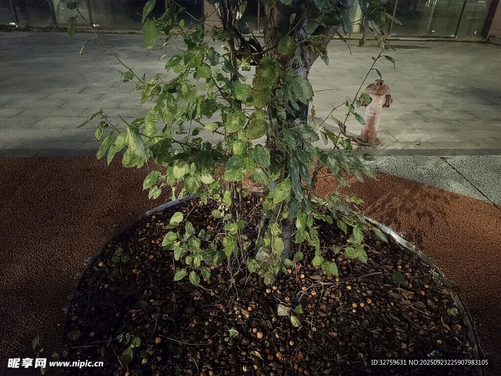 盆栽绿植