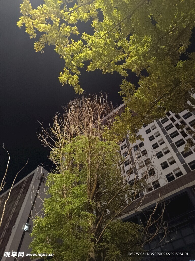 城市中繁茂生长的绿树