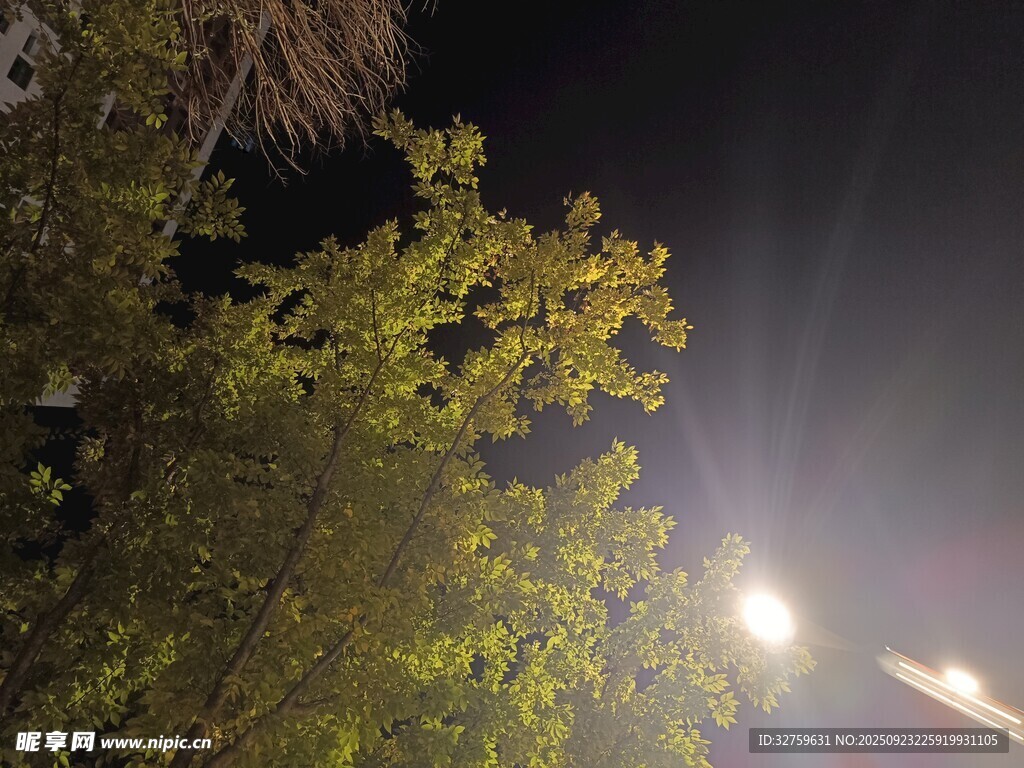 夜晚树下灯光景象
