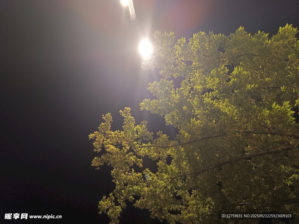 夜空中闪耀的树与光束