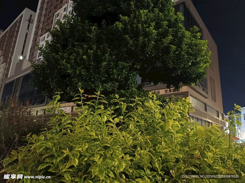 夜晚绿植景观