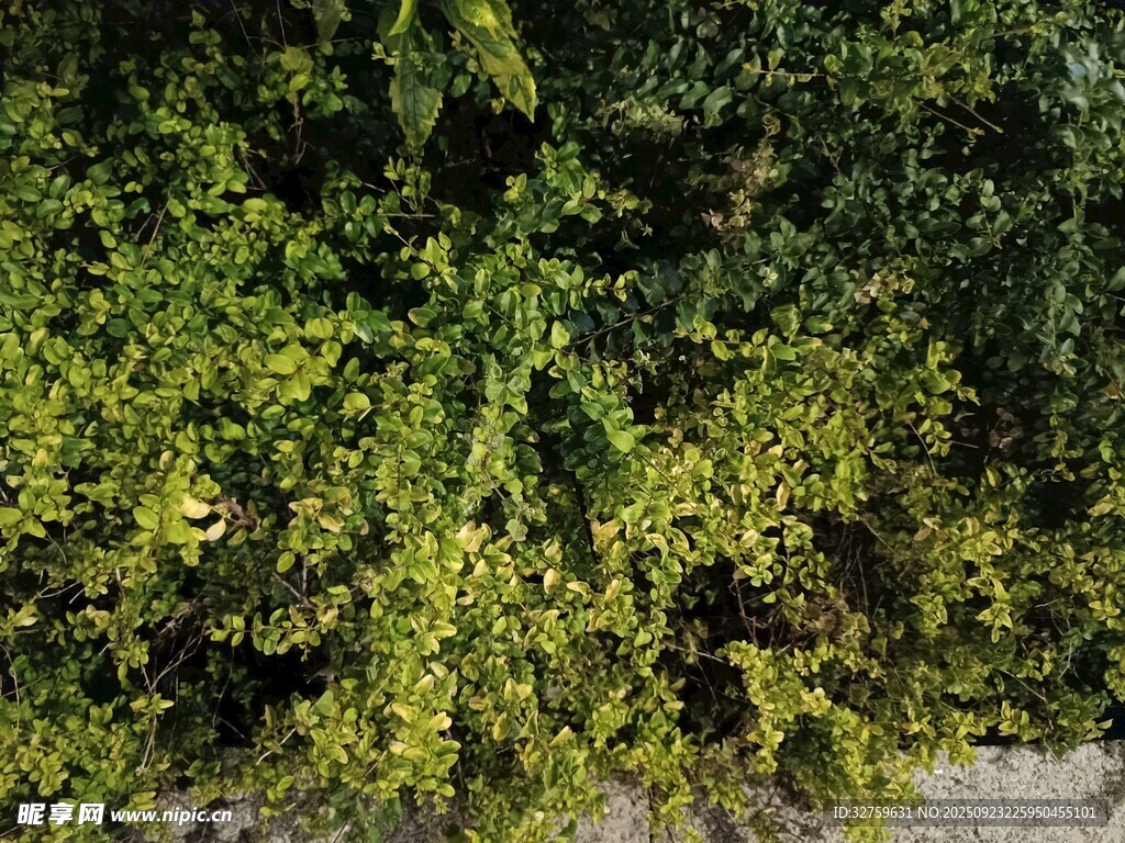 翠绿繁茂的藤蔓植物景观