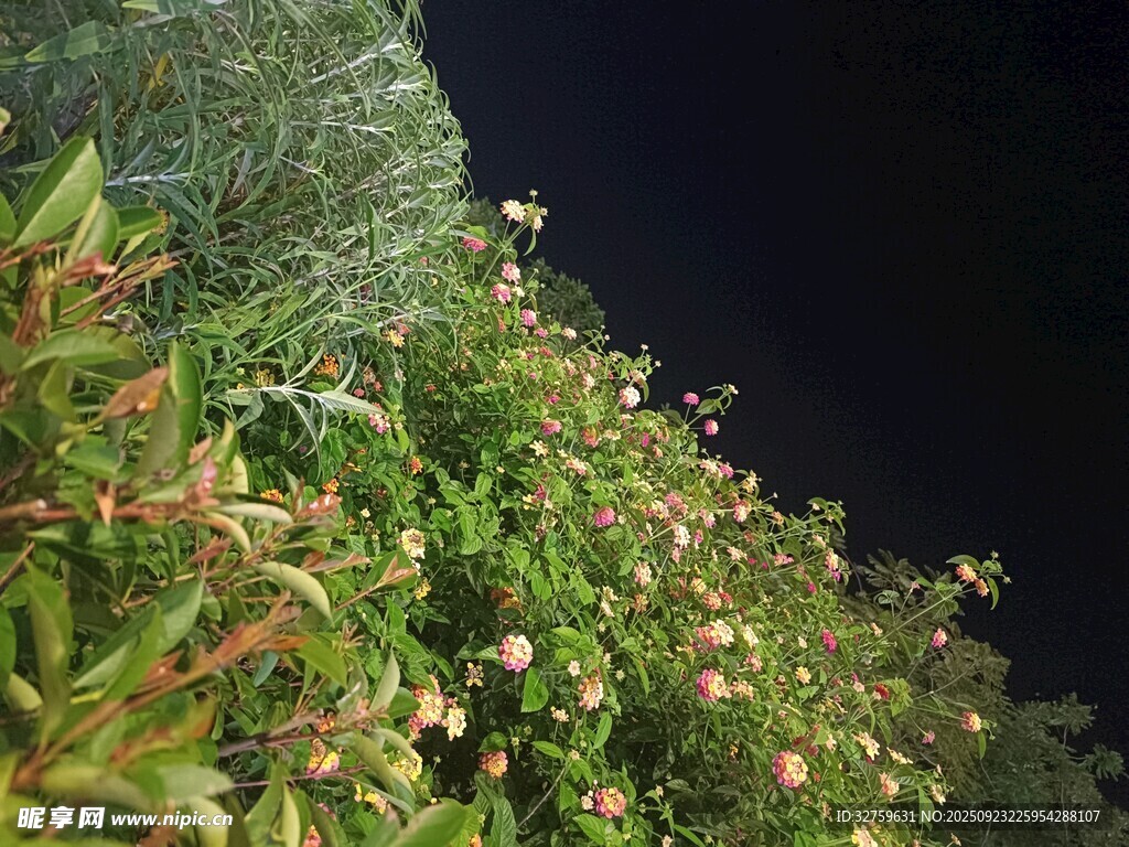 夜晚绿植景观