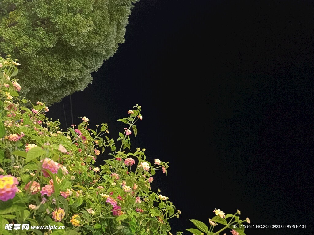 夜幕下绽放的娇艳花朵