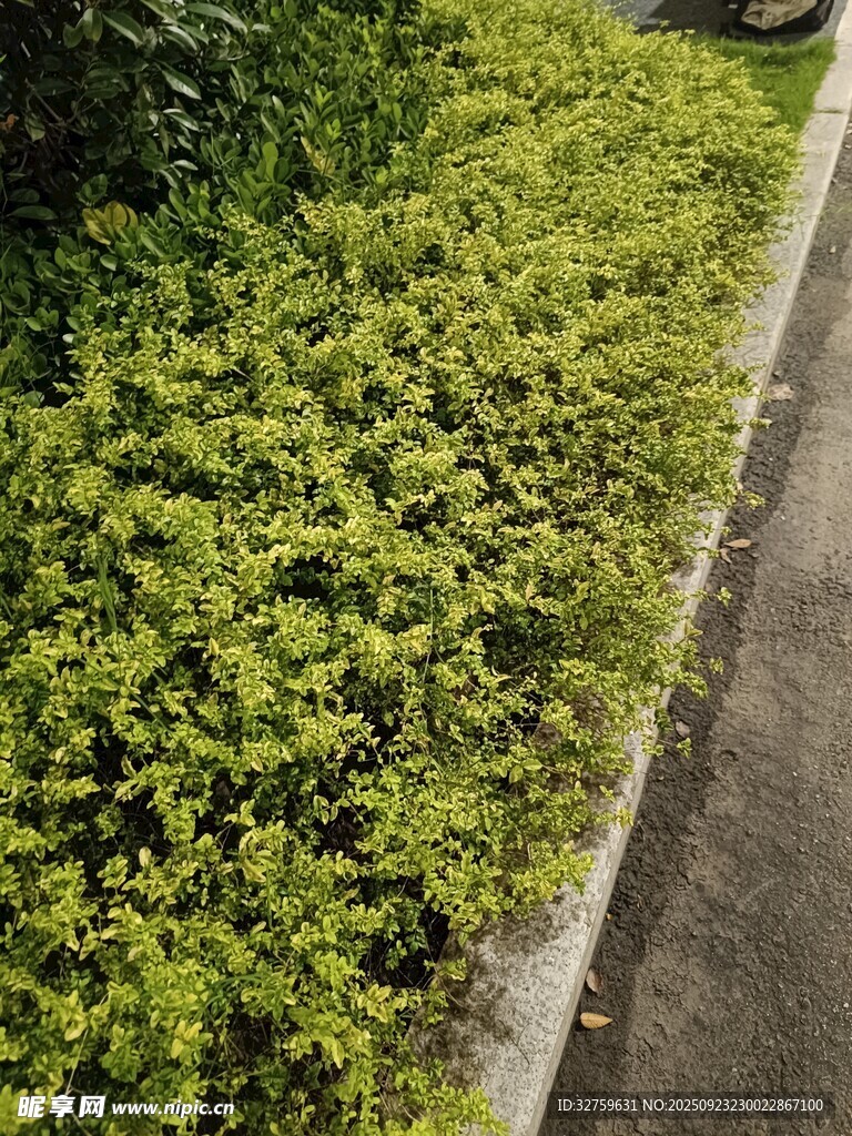 路边翠绿繁茂的灌木丛