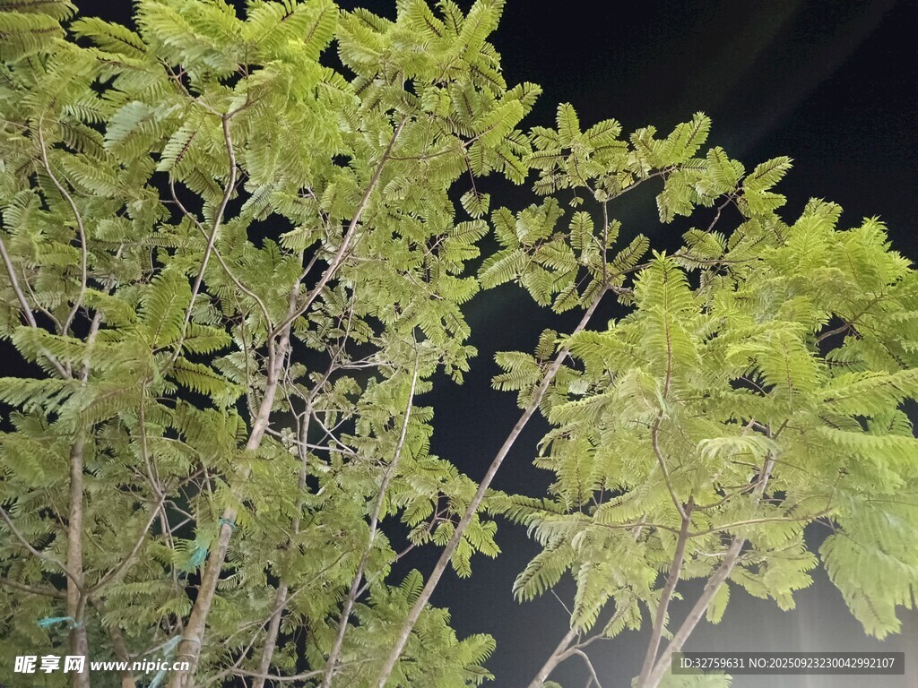 夜间翠绿枝叶特写