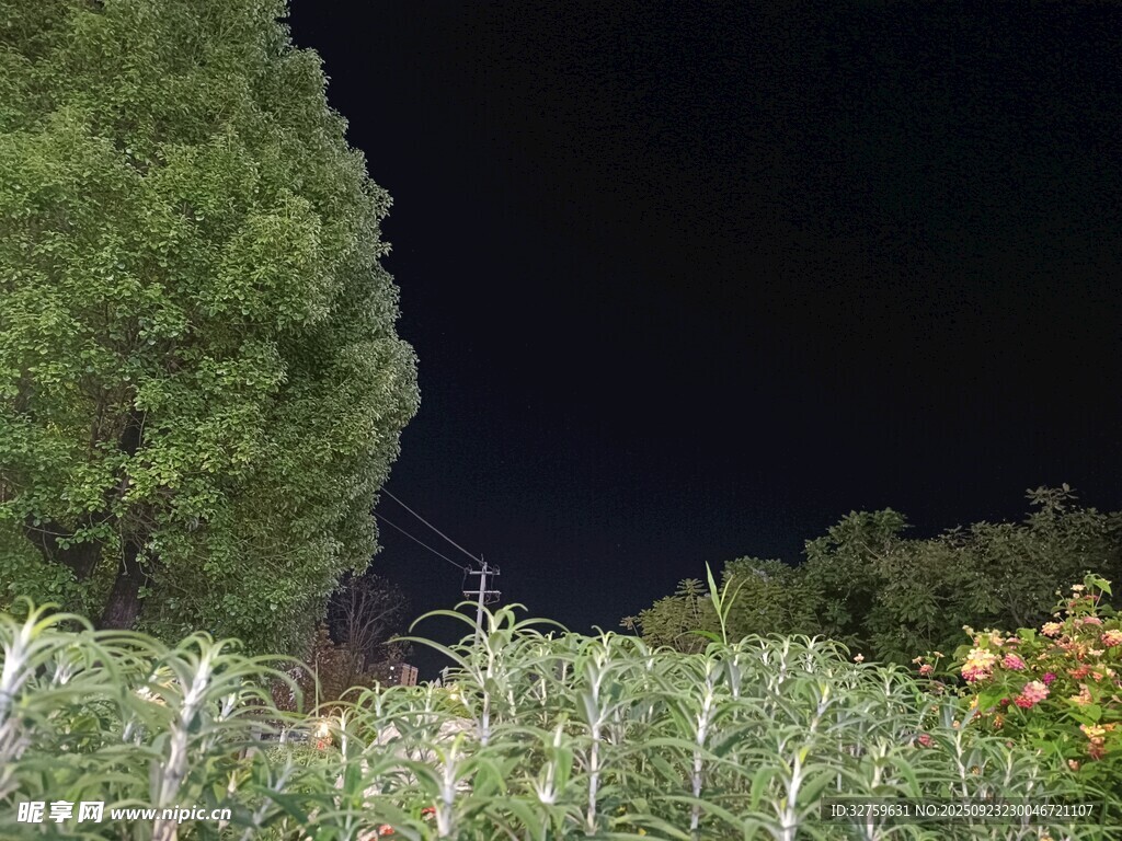 夜晚花园中的绿植与花卉