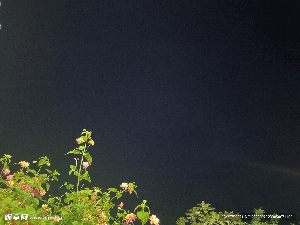 夜幕下的绿植与绽放小花