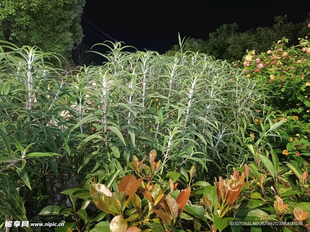 夜间绿植景观