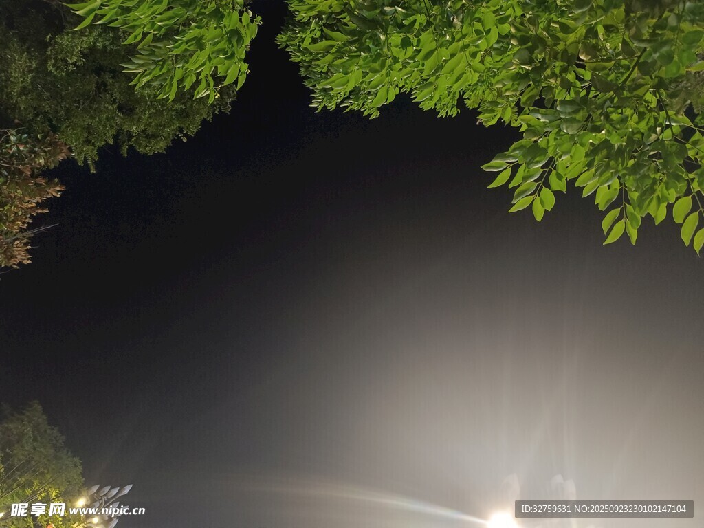 夜晚树下的微光景象