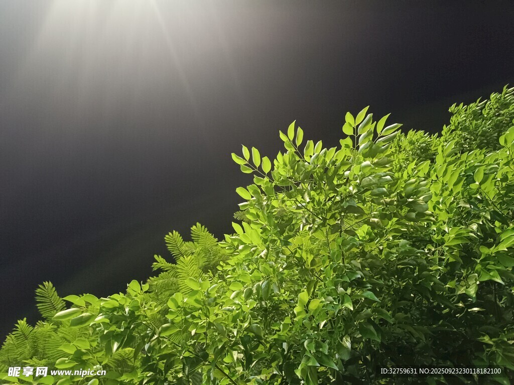 夜下绿植映微光