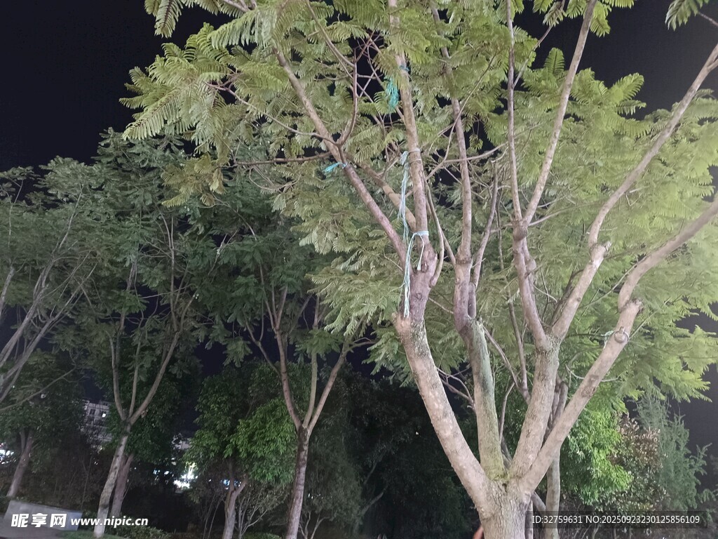 夜晚中的树木景观