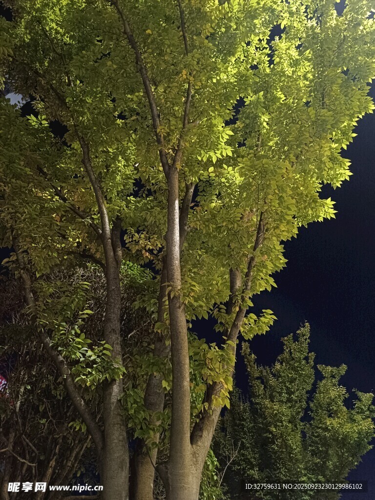 夜晚树林中的葱郁树木
