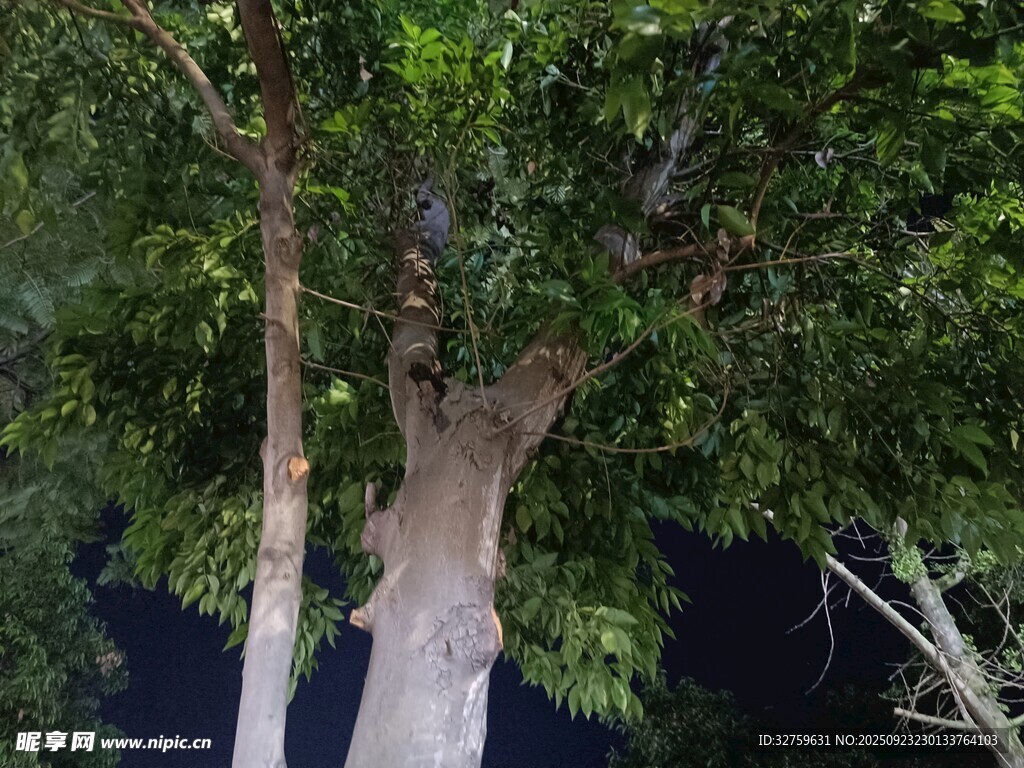 高大挺拔的树木