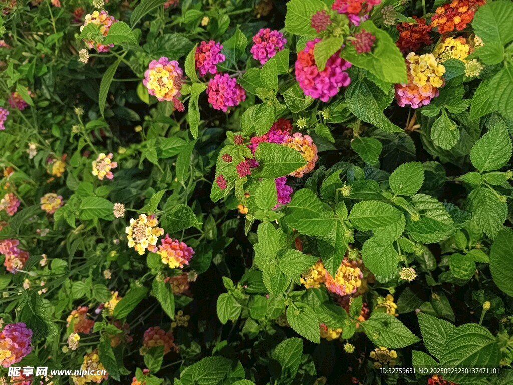 多彩花卉绽放生机