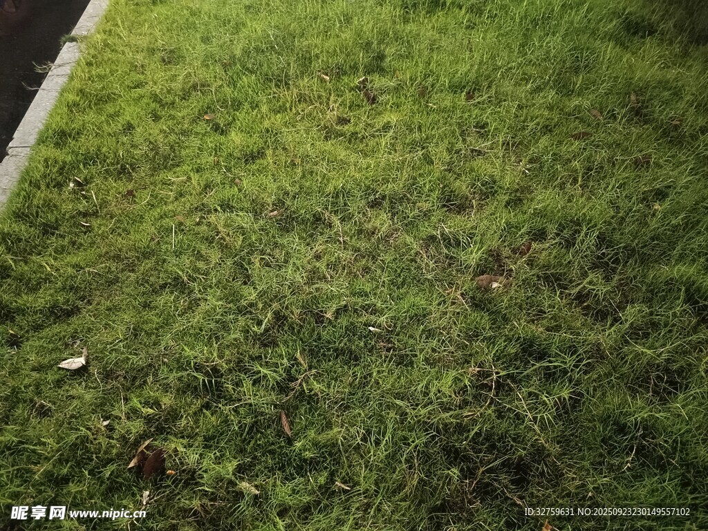 翠绿草坪近景特写