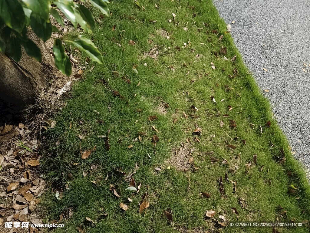 路边翠绿草地景象