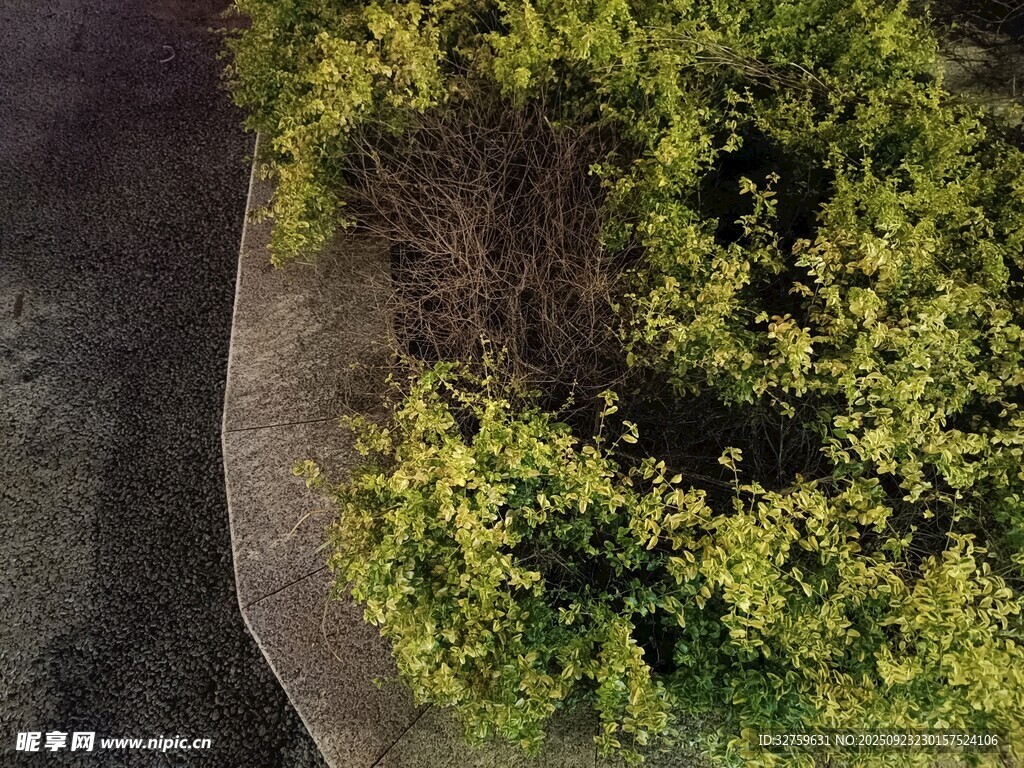 空中俯瞰绿植与小径