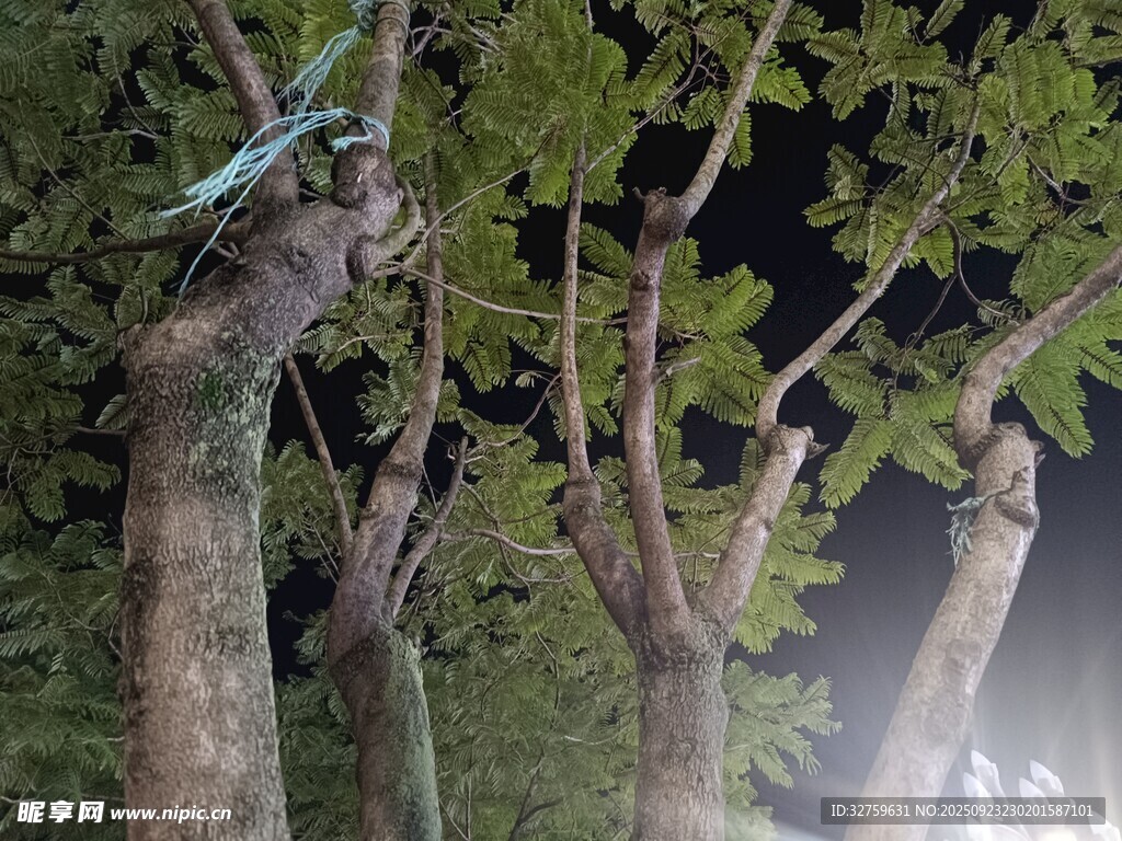 夜晚灯光下的葱郁树木