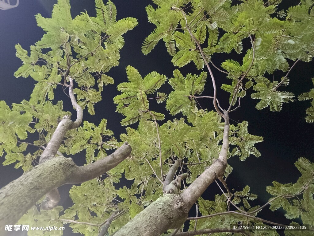 繁茂绿树的枝干与新叶