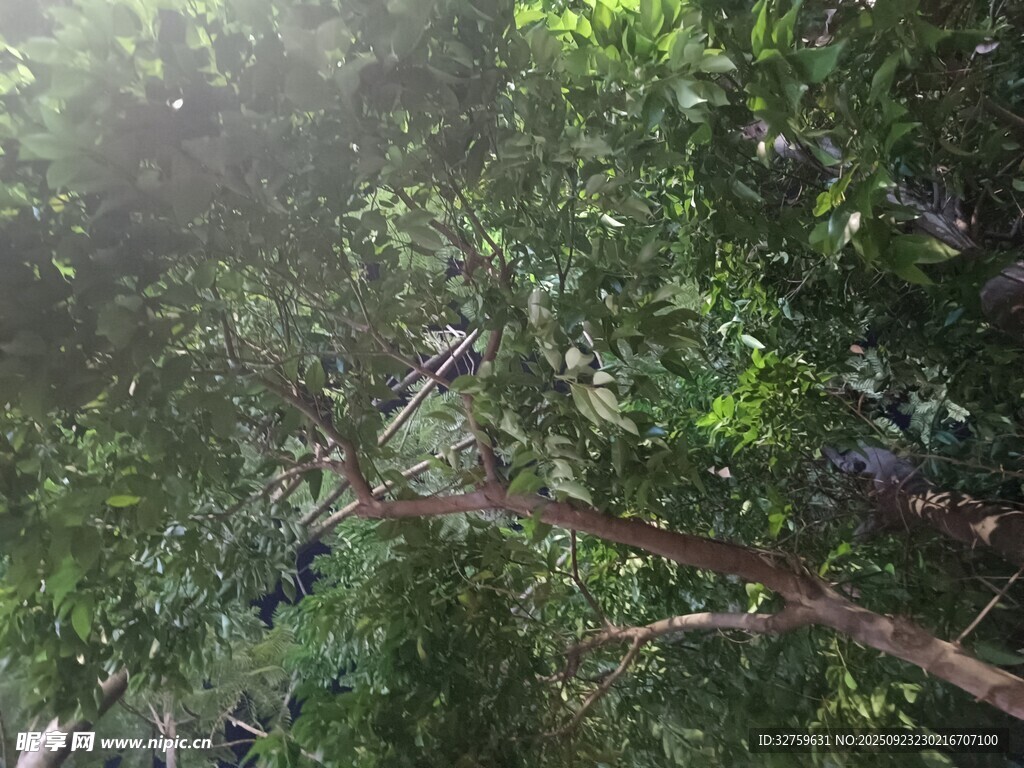 阳光洒落茂密森林景象